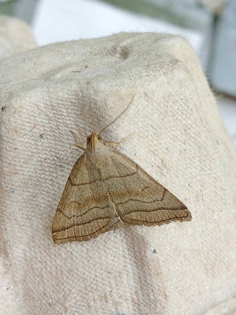 Herminia tarsicrinalis - szőröslábú karcsúbagoly