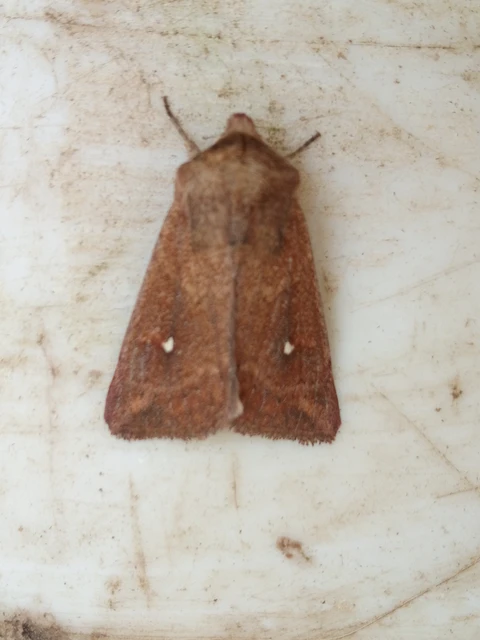 Mythimna albipuncta - fehérpettyes rétibagoly
