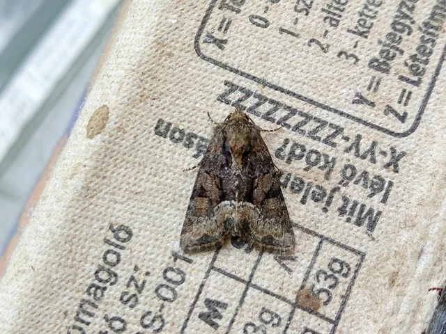 Oligia strigilis/latruncula/versicolor