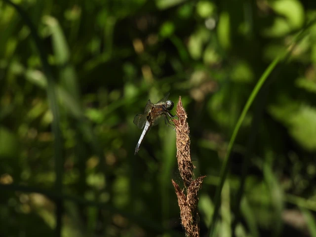 Libellula fulva - kisfoltos laposacsa