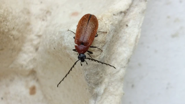 Pseudocistela ceramboides - narancssárga alkonybogár