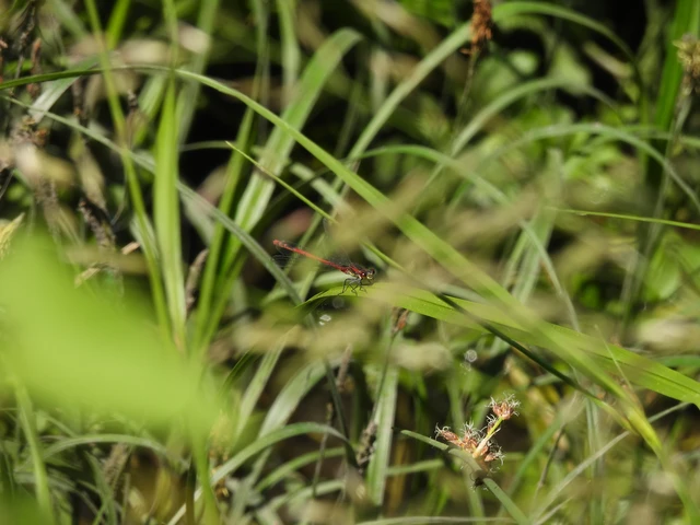 Pyrrhosoma nymphula interposita - vörös légivadász