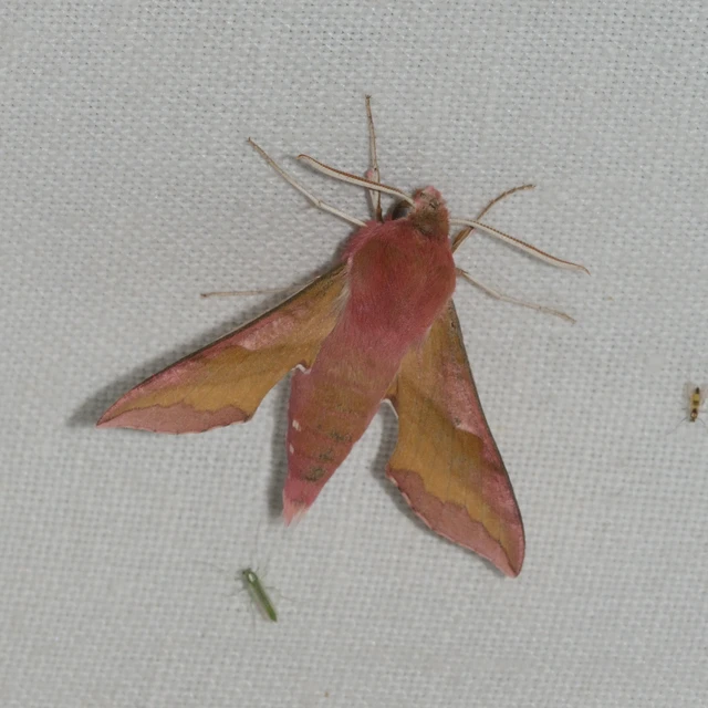 Deilephila porcellus - piros szender