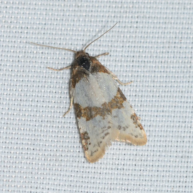 Periclepsis cinctana - galériás sodrómoly