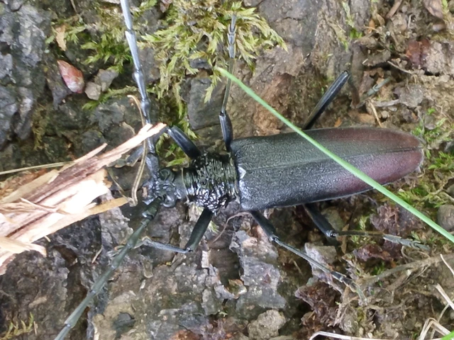 Cerambyx cerdo - nagy hőscincér