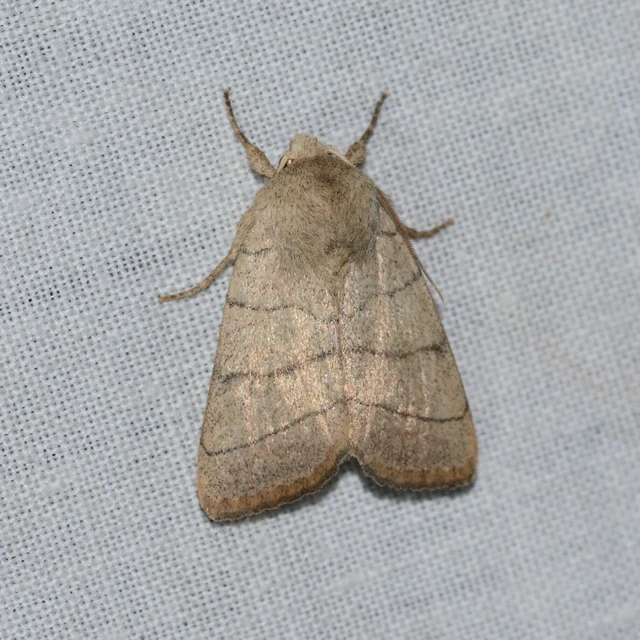 Charanyca trigrammica - háromsávos lombbagoly