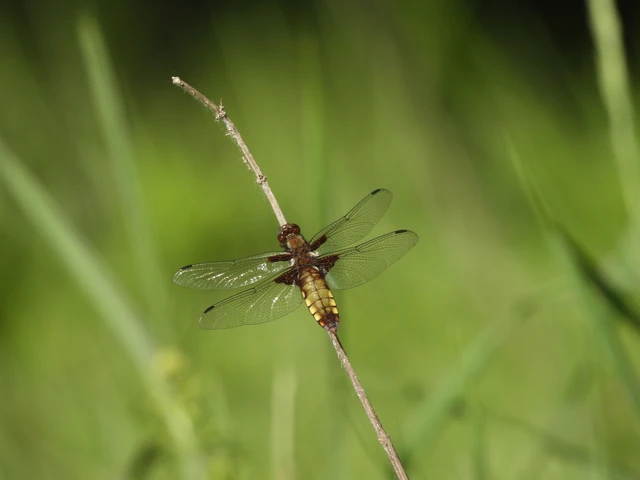 Libellula depressa - széles laposacsa