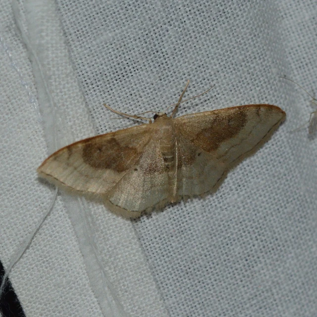 Idaea degeneraria - barnasávos araszoló