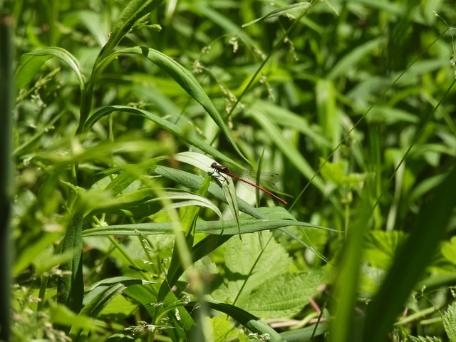 Pyrrhosoma nymphula interposita - vörös légivadász
