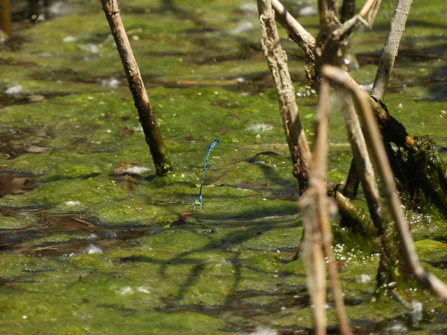 Coenagrion puella - azúrkék légivadász