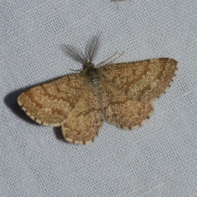 Ematurga atomaria - barna rétiaraszoló