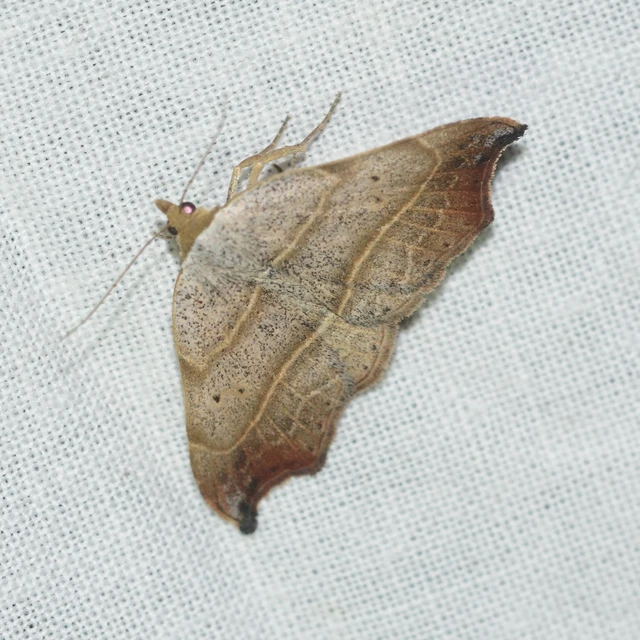 Laspeyria flexula - zuzmóbagoly