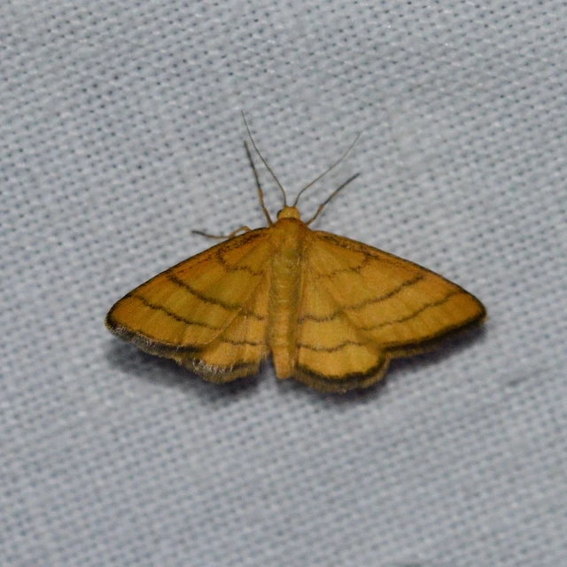 Idaea aureolaria - aranyos sávosaraszoló
