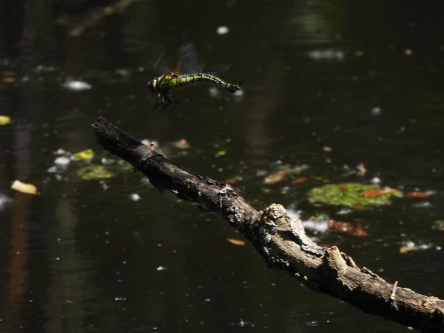 Brachytron pratense - szőrös karcsúacsa
