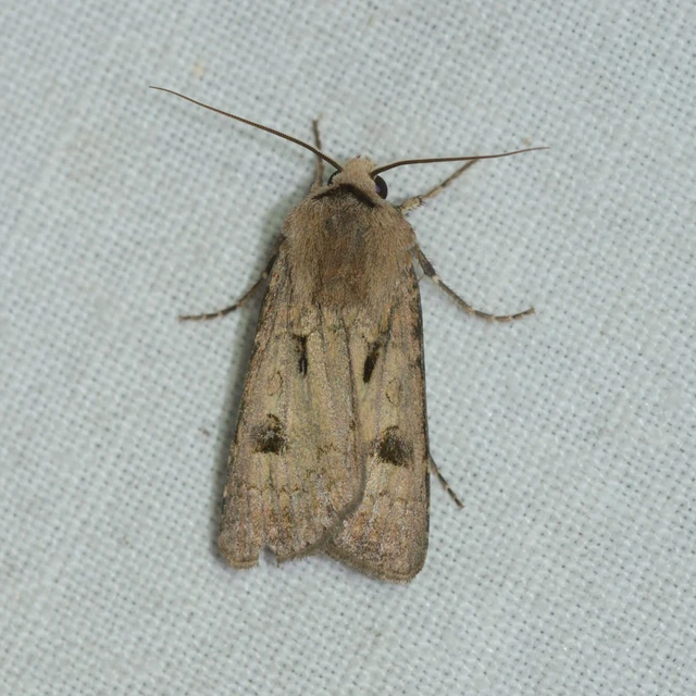 Agrotis exclamationis - felkiáltójeles földibagoly Agrotis exclamationis - felkiáltójeles földibagoly