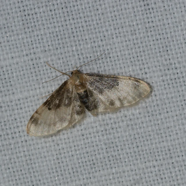 Idaea filicata - sötéttövű apróaraszoló