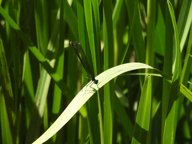 Calopteryx splendens - sávos szitakötő