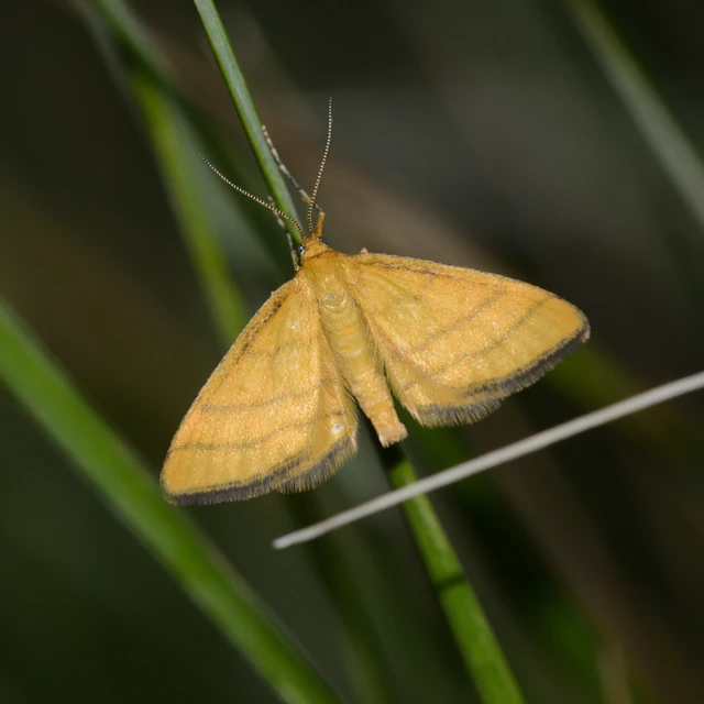 Idaea aureolaria - aranyos sávosaraszoló