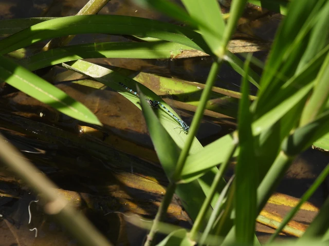 Coenagrion ornatum - díszes légivadász