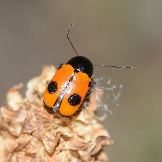 Cryptocephalus bipunctatus - kétpettyes zömökbogár