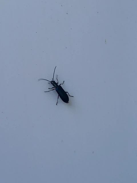 Ischnomera