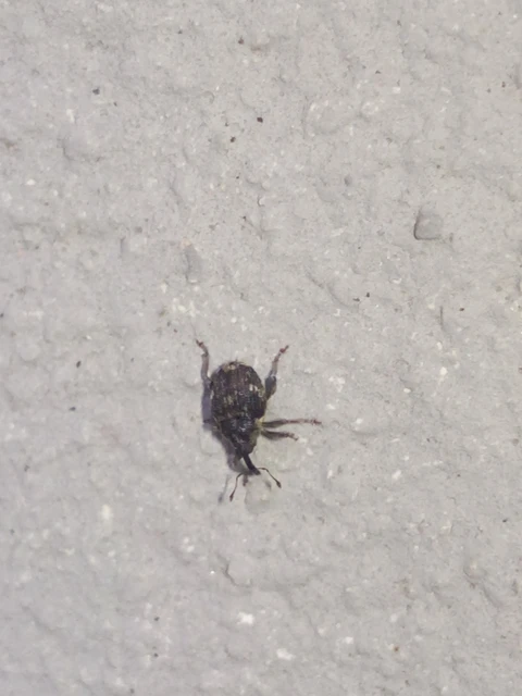 Nedyus quadrimaculatus - közönséges csalánormányos