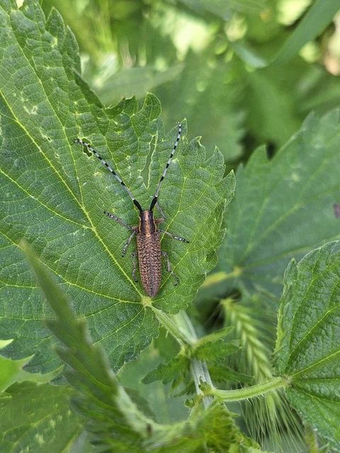 Agapanthia villosoviridescens - fehérgyűrűs bogáncscincér