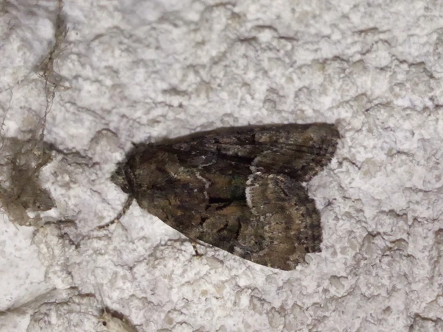 Oligia strigilis/latruncula/versicolor