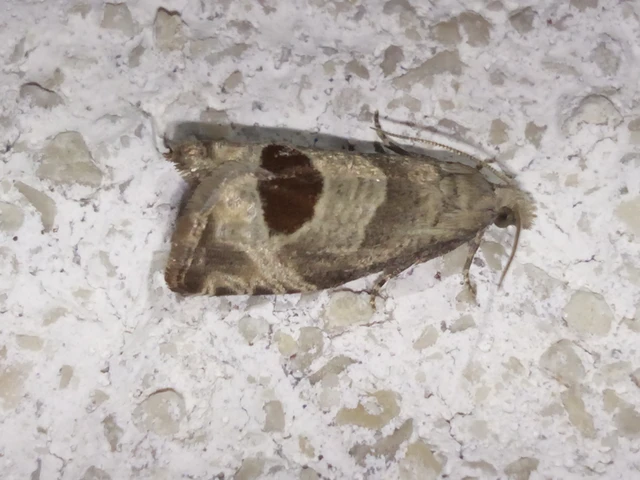 Notocelia uddmanniana - málnasodró tükrösmoly