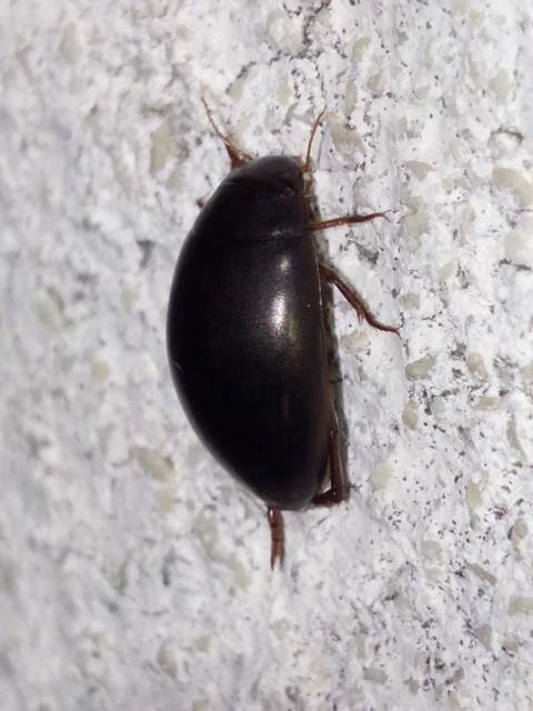 Dytiscidae - csíkbogárfélék