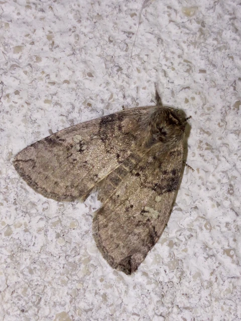 Tethea or - bélyeges pihésszövő