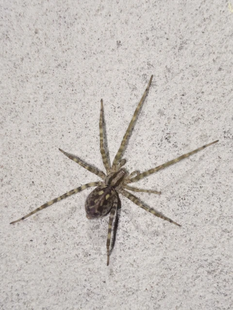 Tegenaria