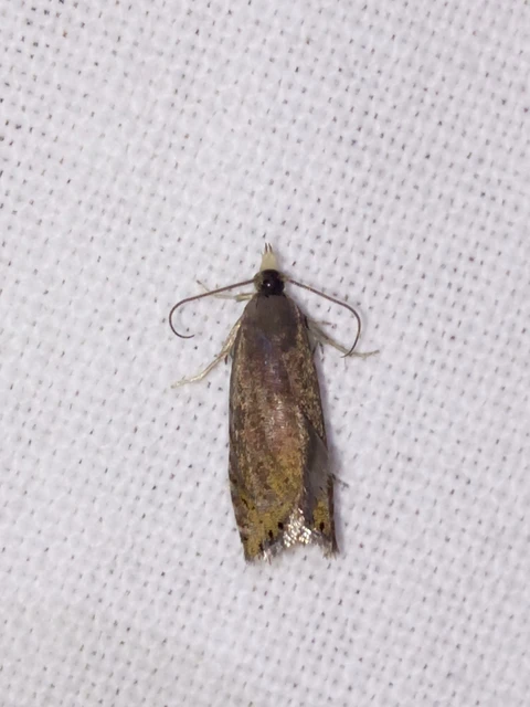 Dichrorampha