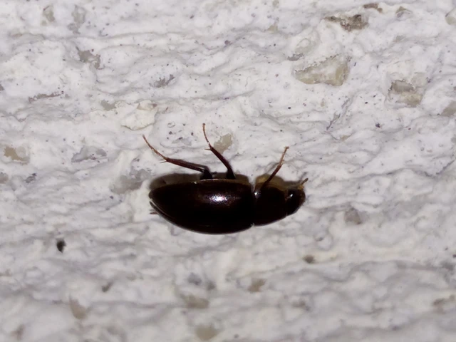 Hydrophilidae - csiborfélék