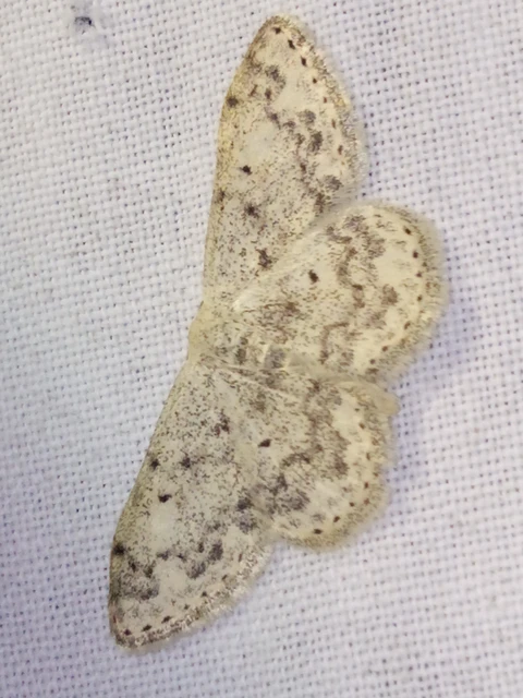 Scopula marginepunctata - pettyes sávosaraszoló