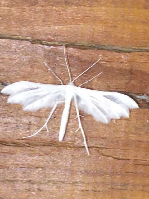 Pterophorus pentadactyla - fehér tollasmoly