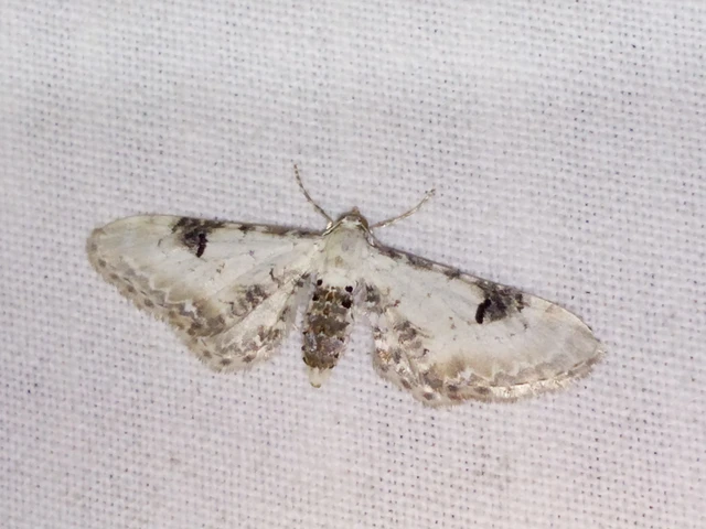 Eupithecia centaureata - búzavirág-törpearaszoló