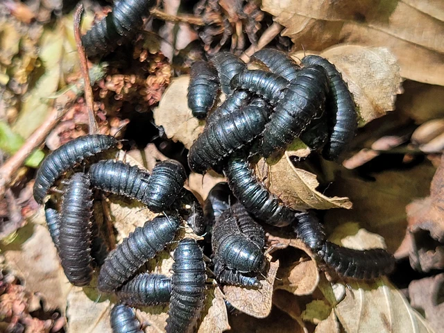 Silphidae - dögbogárfélék