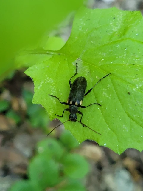 Cortodera humeralis - négyfoltos cserjecincér