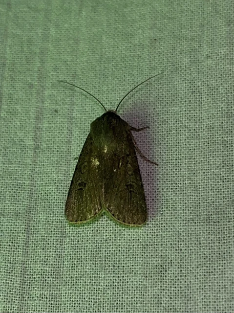 Agrotis segetum - vetési földibagoly