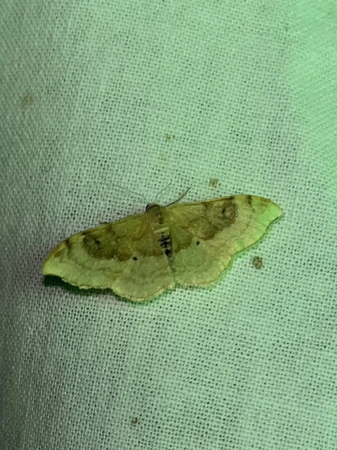 Idaea degeneraria - barnasávos araszoló