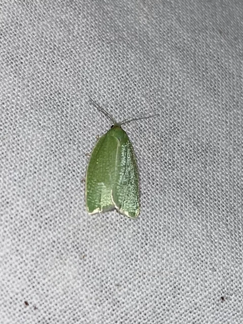 Tortrix viridana - tölgyilonca
