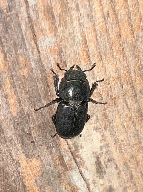 Dorcus parallelipipedus - kis szarvasbogár