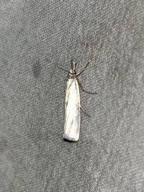 Crambus perlella - gyöngyházas fűgyökérmoly
