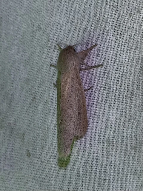 Phragmataecia castaneae - nádfúrólepke