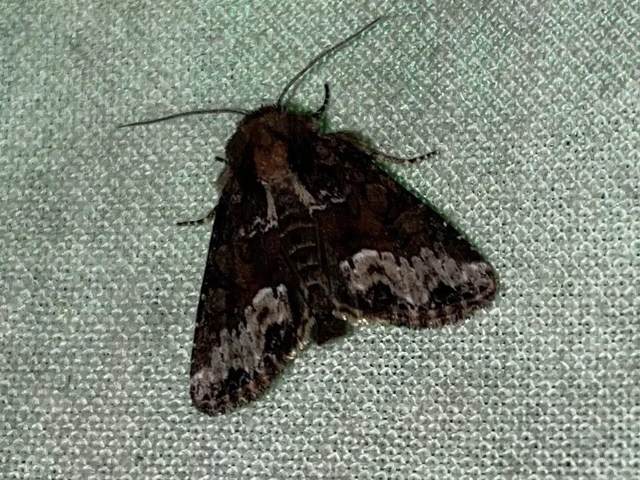 Oligia strigilis - kormos dudvabagoly