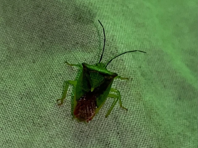 Acanthosomatidae - dajkapoloskák Acanthosomatidae - dajkapoloskák