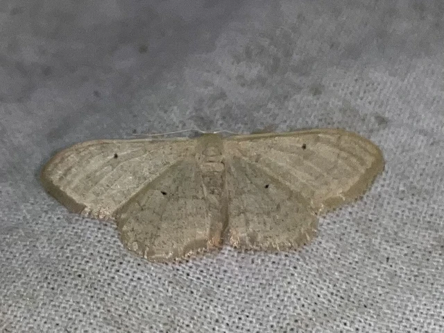 Idaea straminata - szalmasárga sávosaraszoló