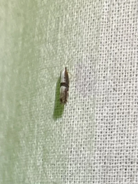 Argyresthia spinosella - kökényvirág-aranymoly