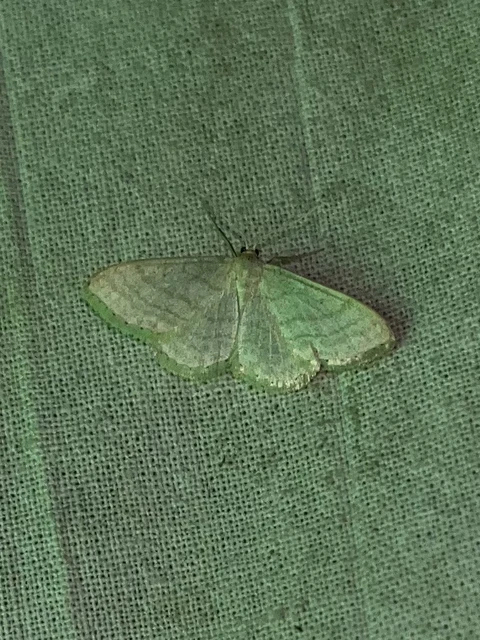 Idaea subsericeata - ötvonalas apróaraszoló